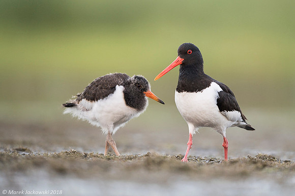 Oyster-catcher / Ostrygojad