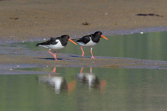 Oyster-catcher / Ostrygojad
