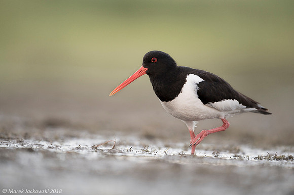 Oyster-catcher / Ostrygojad