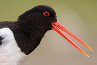 Oyster-catcher / Ostrygojad