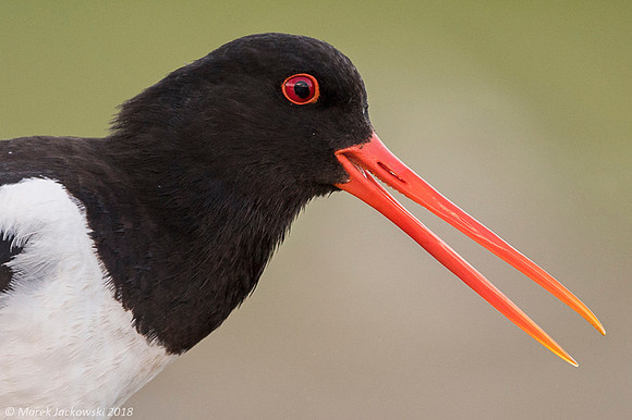 Oyster-catcher / Ostrygojad