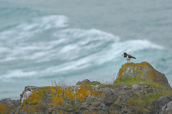 Oyster-catcher / Ostrygojad