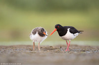 Oyster-catcher / Ostrygojad