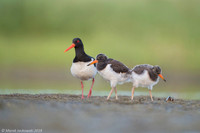 Oyster-catcher / Ostrygojad