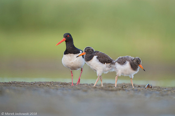 Oyster-catcher / Ostrygojad