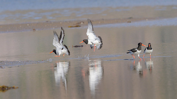 Oyster-catcher / Ostrygojad