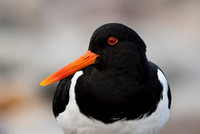 Oyster-catcher / Ostrygojad