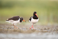 Oyster-catcher / Ostrygojad