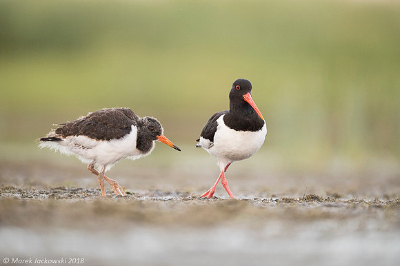Oyster-catcher / Ostrygojad