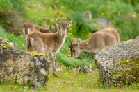 Iberian Ibex