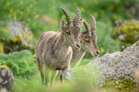 Iberian Ibex