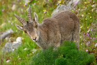 Iberian Ibex