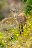 Iberian Ibex