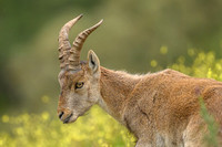 Iberian Ibex
