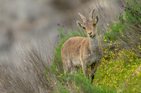 Iberian Ibex