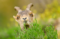 Iberian Ibex