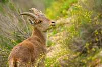 Iberian Ibex