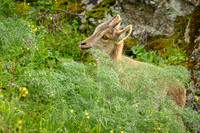 Iberian Ibex