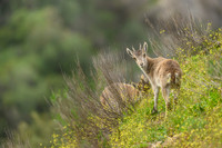 Iberian Ibex