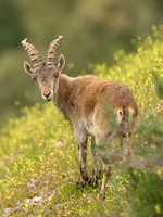 Iberian Ibex