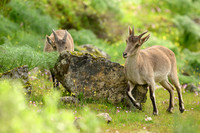 Iberian Ibex