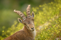 Iberian Ibex
