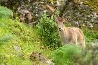 Iberian Ibex