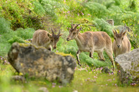 Iberian Ibex