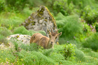 Iberian Ibex
