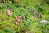 Iberian Ibex