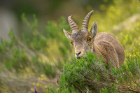Iberian Ibex