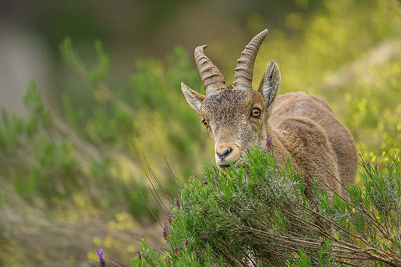 Iberian Ibex