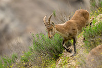 Iberian Ibex