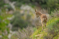 Iberian Ibex