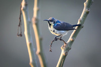 Purple Sunbird
