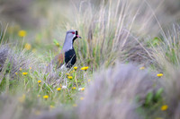 Southern Lapwing