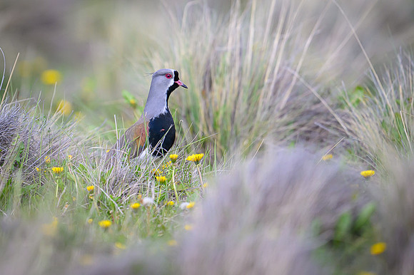 Southern Lapwing