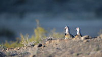 Southern Lapwing