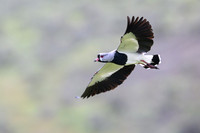 Southern Lapwing