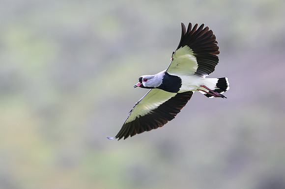 Southern Lapwing