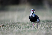 Southern Lapwing