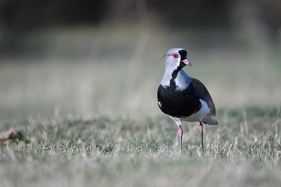 Southern Lapwing