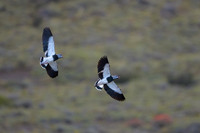 Southern Lapwing
