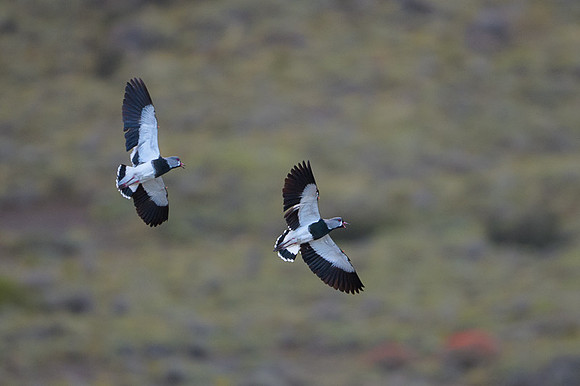 Southern Lapwing