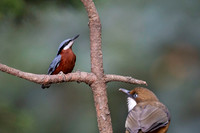 Chestnut bellied nuthach