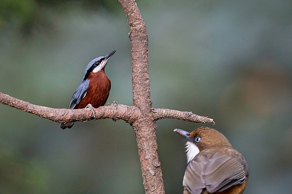 Chestnut bellied nuthach