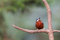 Chestnut bellied nuthach
