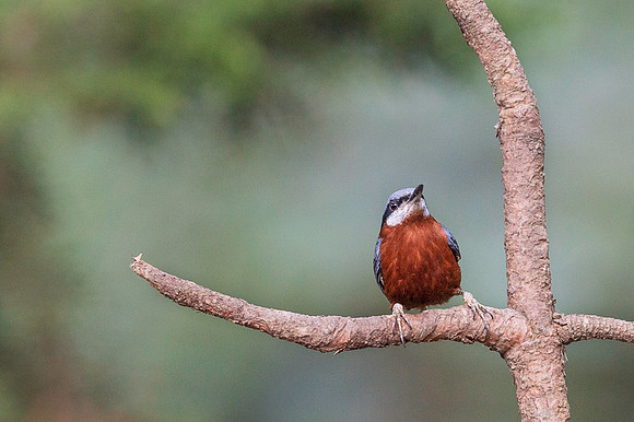 Chestnut bellied nuthach