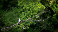 Grey-headed Kite