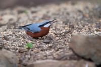 Chestnut bellied nuthach